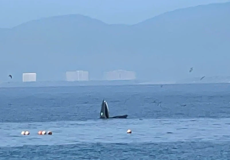 Une grande baleine a été observée le 7 août près de l'île de Hon Mun, dans la baie de Nha Trang, province de Khanh Hoa. Photo : VNA 