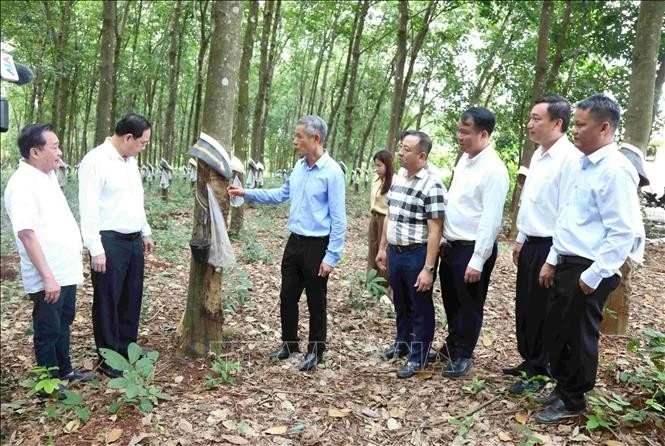 L'ambassadeur Nguyen Minh Vu (troisième à gauche) visite la plantation d'hévéas de la SARL du développement de caoutchouc Hoang Anh Mang Yang K, filiale du Groupe de l'industrie du caoutchouc du Vietnam, dans la province de Ratanakiri, au Cambodge. Photo : VNA.
