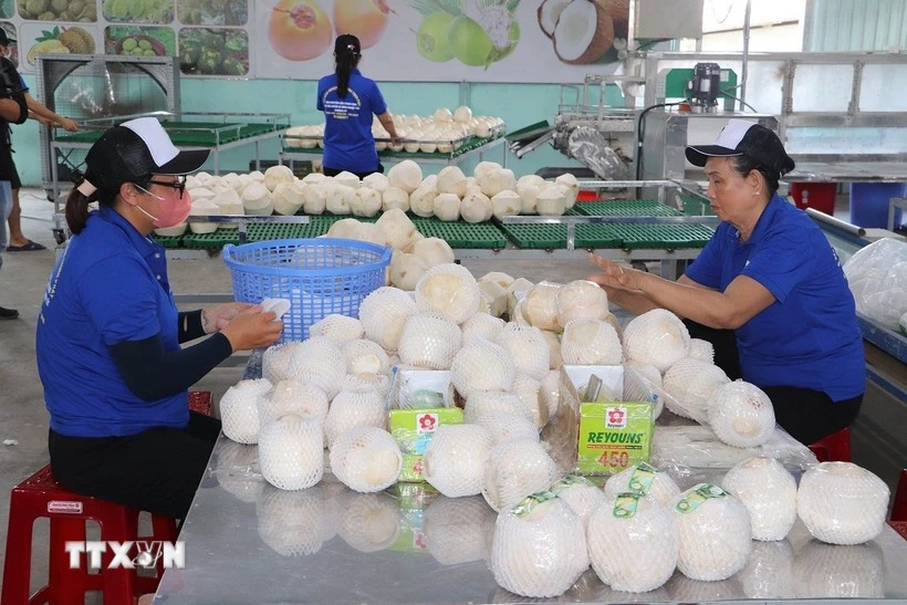 Le Vietnam vise 1,15 milliard de dollars d'exportations de noix de coco cette année