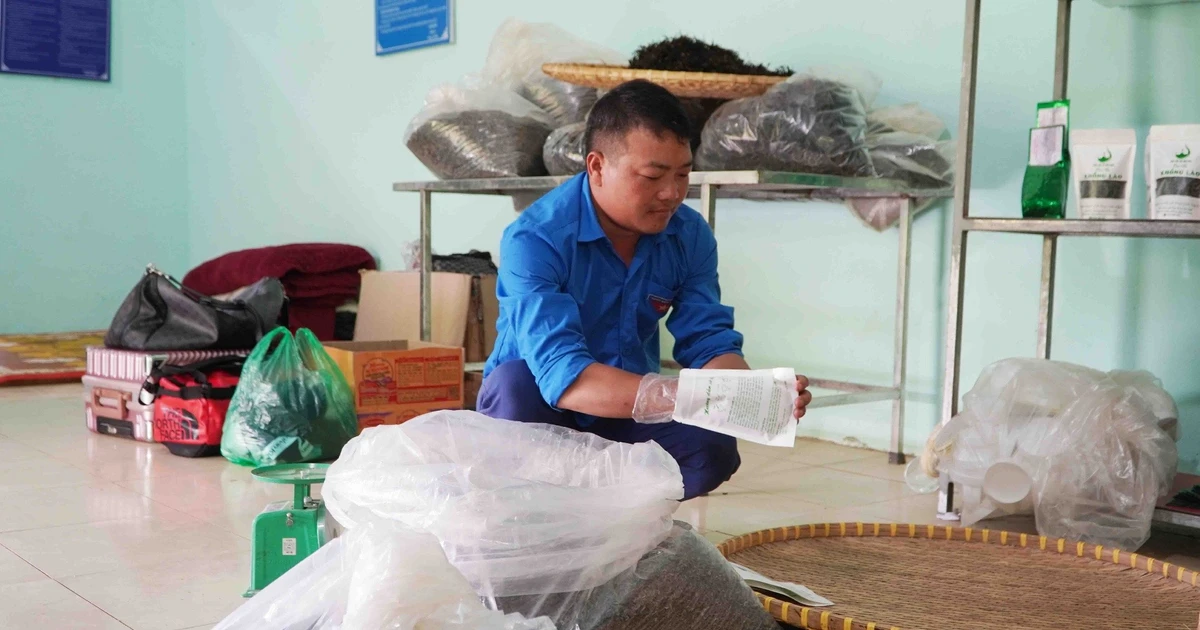 Sung A Pang, directeur de la coopérative Xin Chai (commune de Khong Lao), emballe le thé fini. Photo : baolaichau.vn 