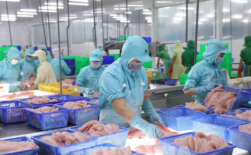 Transformation de poissons pour l'exportation. Photo: VNA. 