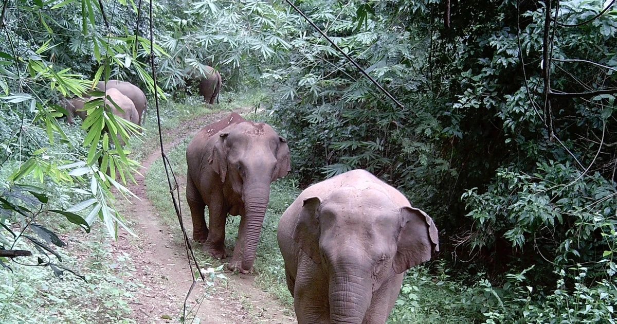 La province de Dong Nai constitue un habitat majeur, considéré comme le « foyer » du deuxième plus grand troupeau du pays avec environ 25 à 27 éléphants sauvages. Photo : VNA.