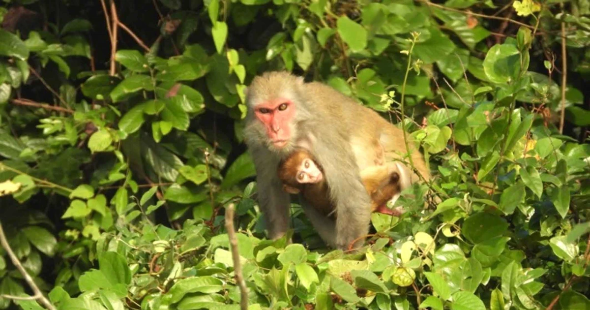  Trois espèces de macaques du genre Macaca ont été recensées à l’état sauvage au parc national de Ben En. Photo : VNA.