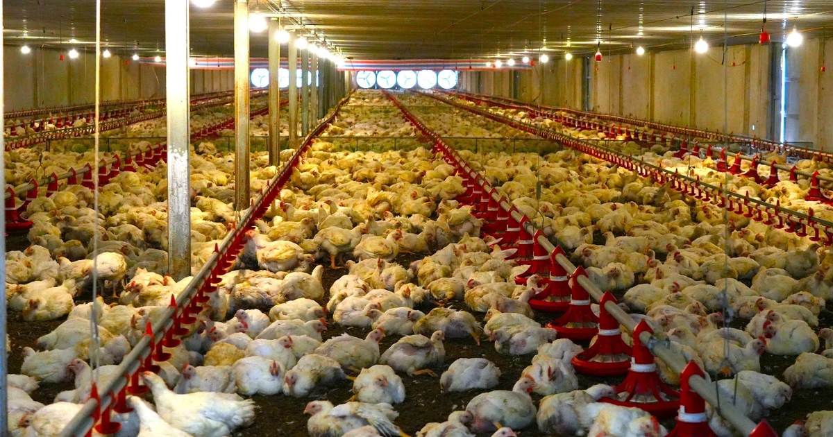 Les technologies de pointe sont largement déployées dans les fermes d'élevage intensif de Tay Ninh. Photo : VNA. 
