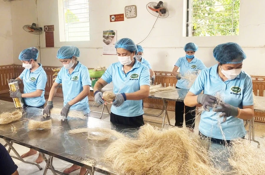 Production de vermicelles destinés à l'exportation dans l'usine de Duong Kien dans le village de So (commune de Hung Dao). Photo : VNA. 