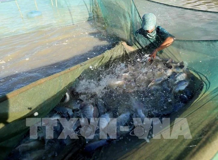En 2024, les exportations vietnamiennes de tilapia ont atteint 41 millions de dollars (+138 % sur un an), dont 19 millions de dollars vers les États-Unis. Photo : VNA. 