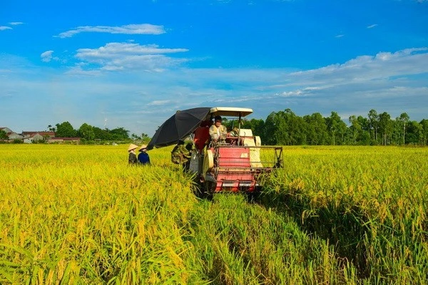 Récolte du riz dans le delta du Mékong. Photo : VNA. 