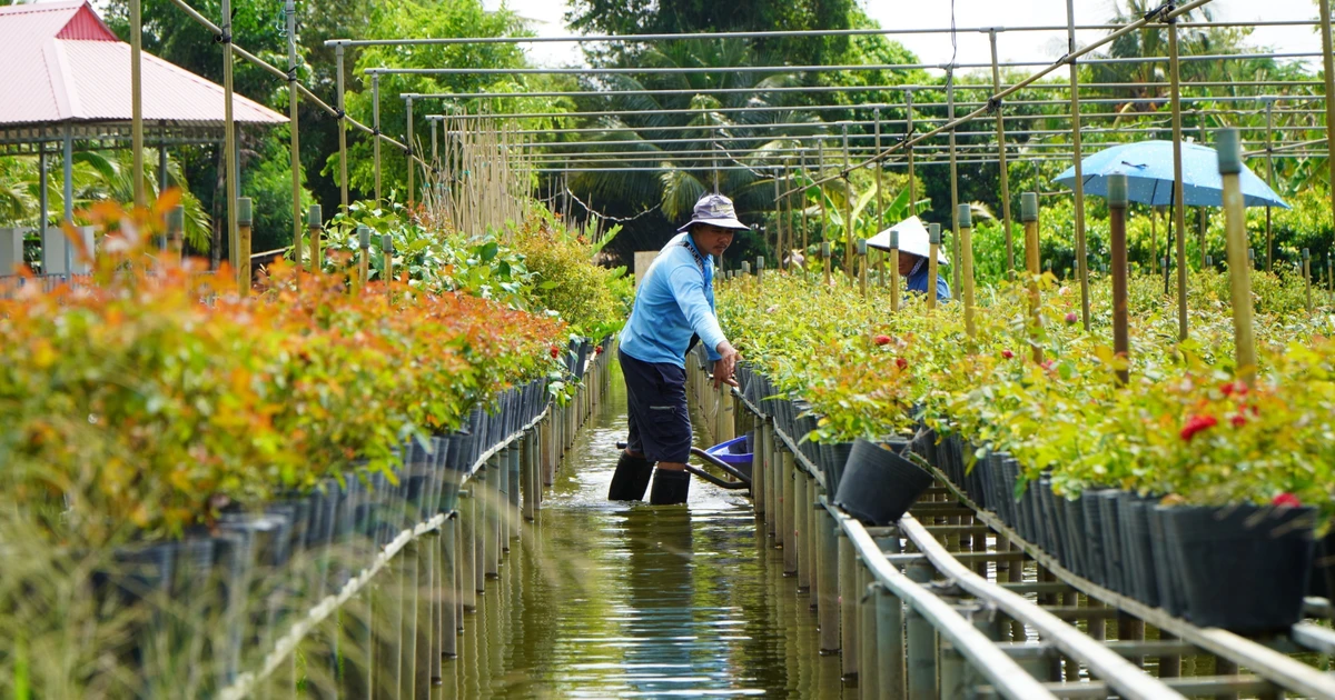 La culture sur treillis constitue une technique traditionnelle unique, façonnant l'identité paysagère du village de Sa Dec. Photo : VNA