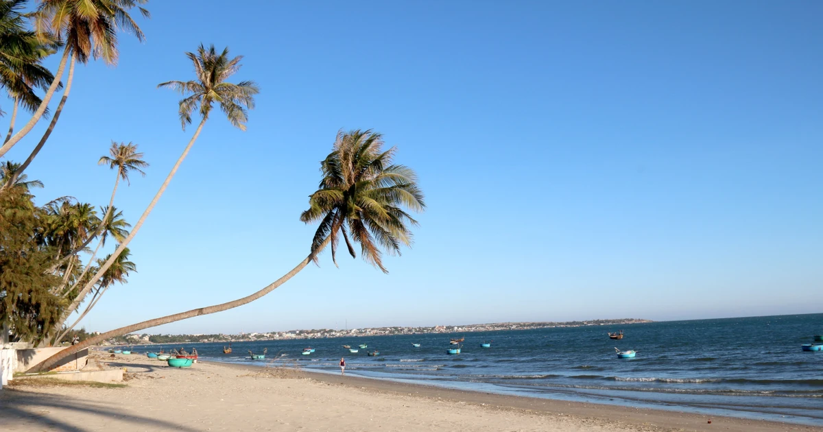 À Mui Ne, les cocotiers se penchent et s'avancent dans la mer. Photo : VNA