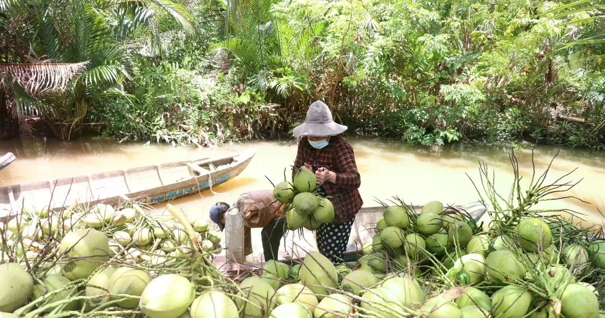 Prix De La Noix De Coco