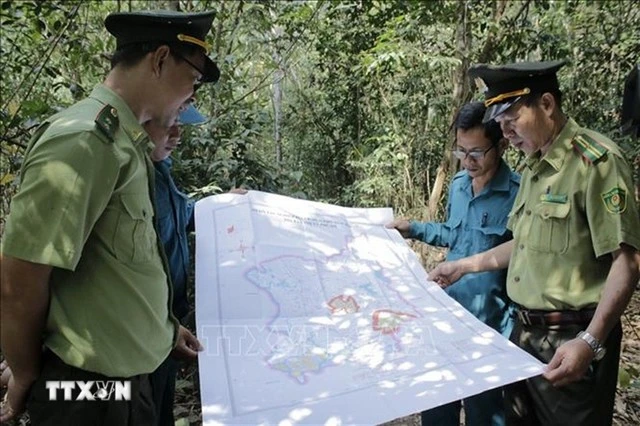 Des gardes forestiers patrouillent dans la forêt de protection de Nui Dinh, dans le quartier de Phu My, à Ho Chi Minh-Ville. Photo : VNA. 