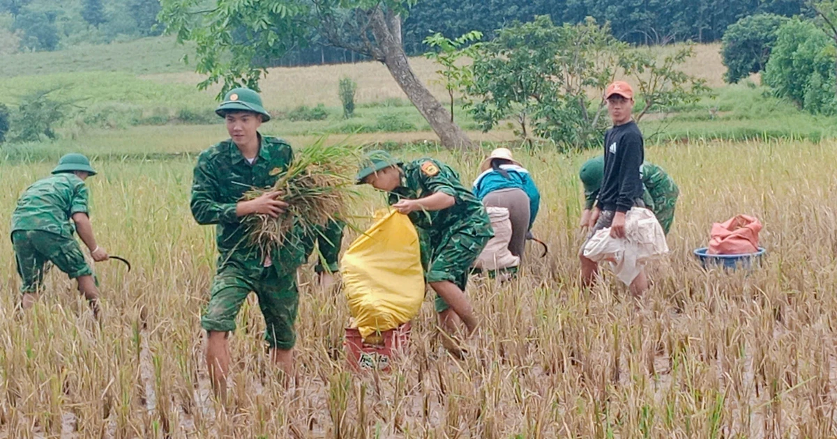 Le poste de garde-frontière de Thanh apporte son aide aux populations pour la récolte du riz pendant les inondations. Photo : VNA.
