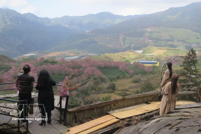 Des touristes admirent un jardin de cerisiers à Sa Pa. Photo: VNA