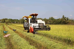 Les exportations de riz établissent un nouveau record en 2024