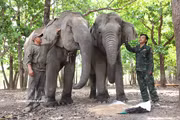 Dak Lak : L’engagement infatigable des "gardiens de géants" au cœur de la jungle