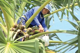 L’extraction de la sève du palmier est un travail délicat. 