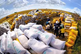 La promotion de la conclusion d’accords et de protocoles d’accord sur le commerce du riz constitue une stratégie essentielle permettant au Vietnam d’élargir ses débouchés et d’améliorer les revenus des agriculteurs. 