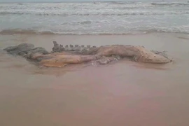 La carcasse de baleine échouée sur une plage de la commune de Vinh Thai, province de Quang Tri. Photo: Dân tri