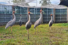 Des grues à tête rouge au Parc national de Tràm Chim, dans la province de Dông Thap. Photo diffusée par la VNA