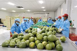 Les conditions naturelles favorables et la haute qualité des fruits font du pomelo à chair verte un produit agricole stratégique pour la région. Photo: VNA