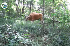 Un banteng, espèce en danger critique d'extinction, photographié dans la réserve naturelle d'Ea So. Capture d'écran