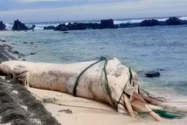 Carcasse de baleine échouée près du site de Hon Dun, sur l'île de Be, zone spéciale de Ly Son.
