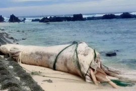 Carcasse de baleine échouée près du site de Hon Dun, sur l'île de Be, zone spéciale de Ly Son.