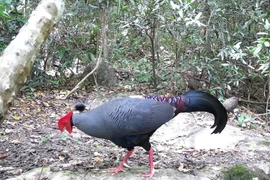Le lopura diardi, inscrit au Livre rouge du Vietnam, est présent dans la réserve naturelle d’Ea So. Photo : VNA