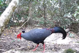 Le lopura diardi, inscrit au Livre rouge du Vietnam, est présent dans la réserve naturelle d’Ea So. Photo : VNA