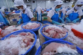 Transformation de pangasius pour l'exportation dans une usine d'Agifish, à An Giang. Photo: VNA
