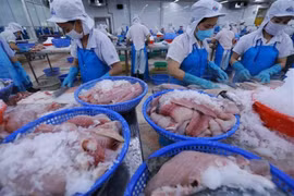 Transformation de pangasius pour l'exportation dans une usine d'Agifish, à An Giang. Photo: VNA