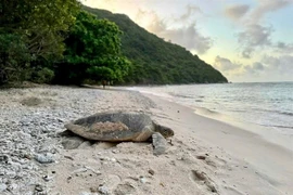 Une tortue marine retourne à la mer après avoir pondu ses œufs sur l'île de Hon Bay Canh. Photo: VNA