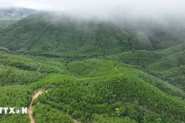 Selon les données du ministère de l’Agriculture et de l’Environnement, sur 14,9 millions d’hectares de forêts, le potentiel total est estimé à environ 70 millions de tonnes de crédits carbone ; cependant, la valeur économique tirée de cette ressource reste modeste. Photo : VNA