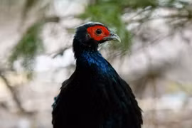 Un faisan du Vietnam né au parc Pairi Daiza en Belgique. Photo diffusée par la VNA