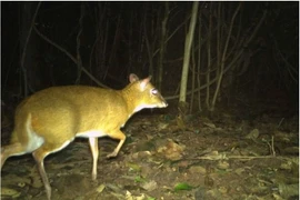 Un chevrotain photographiqué au parc national de Phong Nha-Ke Bàng. (Photo : Comité de gestion du parc national de Phong Nha-Ke Bàng