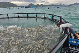 Khanh Hoa lance un projet pilote d’aquaculture offshore de haute technologie Photo : baochinhphu.vn