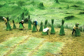 Champ de carex dans les terres alluviales côtières de la région de Kim Son. Photo : baoninhbinh.org.vn