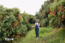 Une touriste visitant un verger de litchis à Bac Giang. Photo: VNA