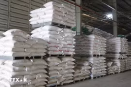 Le riz est l’un des principaux postes d’exportation du Vietnam vers Singapour. Photo : VNA
