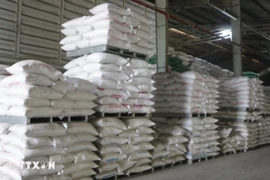 Le riz est l’un des principaux postes d’exportation du Vietnam vers Singapour. Photo : VNA