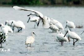 Spatules dans le parc national de Xuân Thuy. Photo : VNA