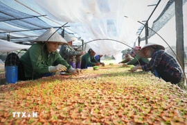 Des ouvrières cultivent des semis dans la pépinière d'une entreprise. Photo: VNA