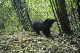 Un système de pièges photographiques enregistre l’ours noir d'Asie dans le parc national de Chu Mom Ray. 