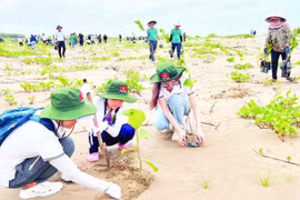 Des touristes plantent des arbres dans la zone côtière de la commune de Thanh Phong (district de Thanh Phu, province de Bên Tre). Photo : NDEL