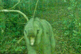Une photo du bébé éléphant prise le 8 juillet. Photo : Zone de conservation des espèces et de l'habitat des éléphants