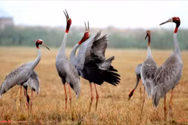Des grues à tête rouge s’installant auparavant dans le Parc national de Tràm Chim. Photo : Dongthap.gov.vn