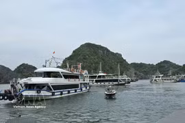 Des croisières attendent les touristes visitant la baie de Lan Ha au quai touristique de Cai Beo. Photo : VNA