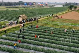 Touristes visitant la zone de production agricole riveraine de la commune de Da Phuc. Photo : VNP