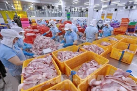 Classification des produits à base de filets de pangasius dans l'usine de la compagnie Navico. Photo: VNA