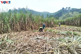 Récolte de la canne à sucre à Vu Quang. Photos: VOV